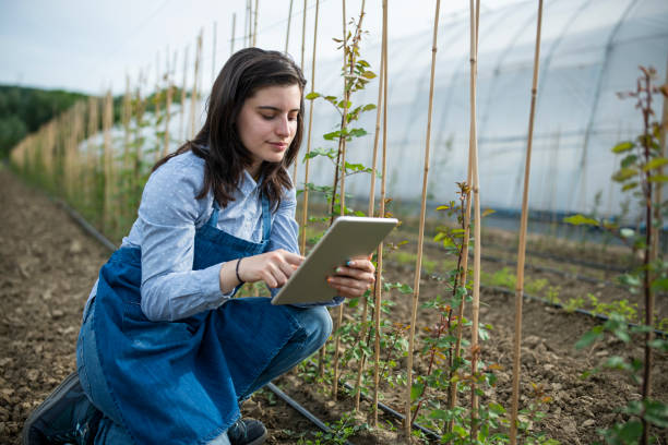 istock Woman uing digital tanlet to check little rose plants growth. 1496897665