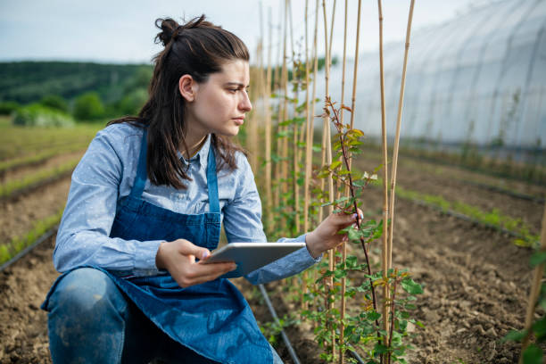 istock Woman uing digital tanlet to check little rose plants growth. 1496897671