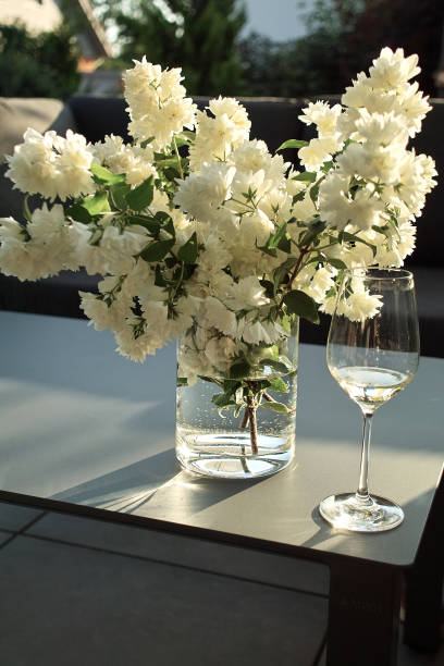 istock bunch of blooming Jasmine 1496897992