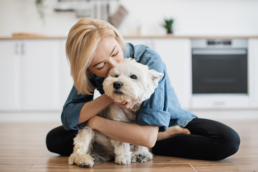 Loyal West Highland White Terrier staying in adult woman's embraces while being inside modern apartment. Loving pet owner kissing her furry best friend while enjoying daily interaction with dog.