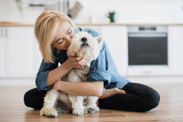istock Pet owner kissing small terrier during weekend at home 1496898128