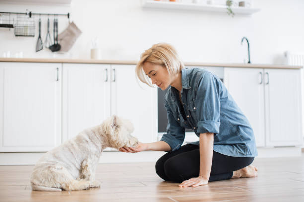 istock Female keeper giving treat for command during home workout 1496898186