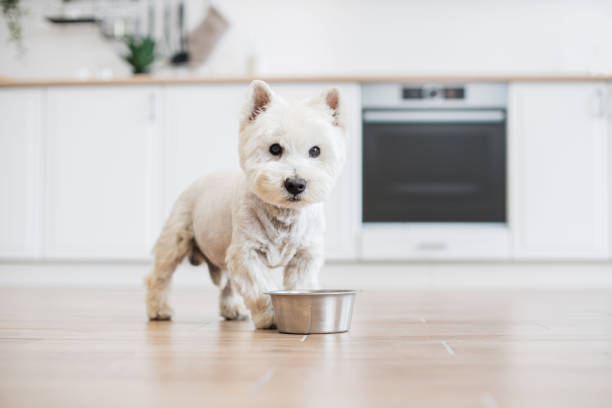 Purebred terrier waiting for food near metal bowl indoors Full length portrait of purebred West Highland White Terrier standing near metal bowl placed on bare floor indoors. Playful companion dog waiting for feeding after doing some chores in apartment. westie diet stock pictures, royalty-free photos & images