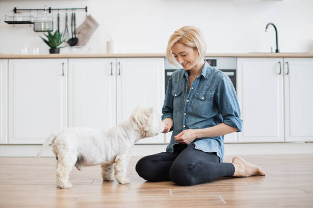 istock Westie searching for snacks in owner's hand in dining room 1496898206