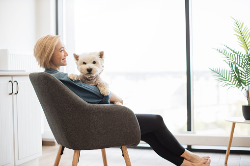Focus on West Highland White Terrier settled comfortably in pet lover's arms in light room with picture window. Smiling blonde female hugging small animal while stopping stressing out about job.