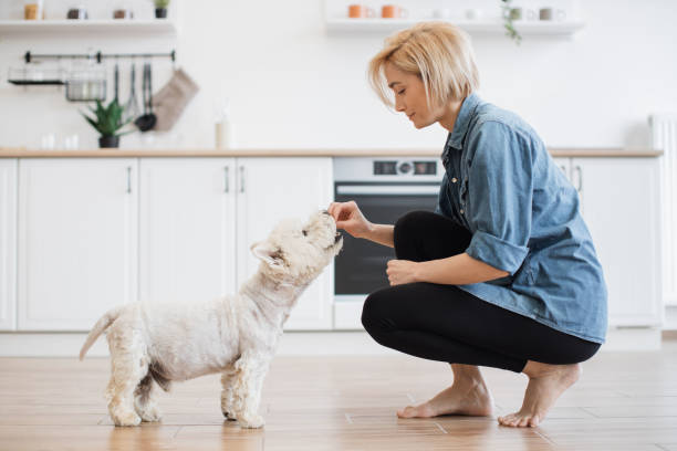istock Lady giving treats to small dog during break in training 1496898248