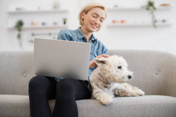 istock Business lady scratching Westie while freelancing at home 1496898265