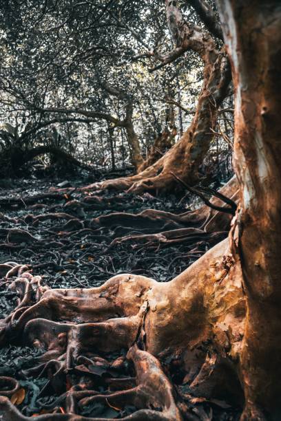 Majestic, isolated tree stands in a barren landscape, its large roots exposed to the elements. A majestic, isolated tree stands in a barren landscape, its large roots exposed to the elements. exposed tree roots stock pictures, royalty-free photos & images