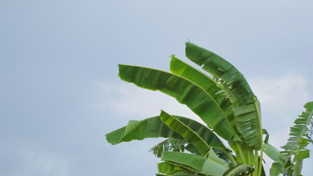 4k Green banana leaves in the wind