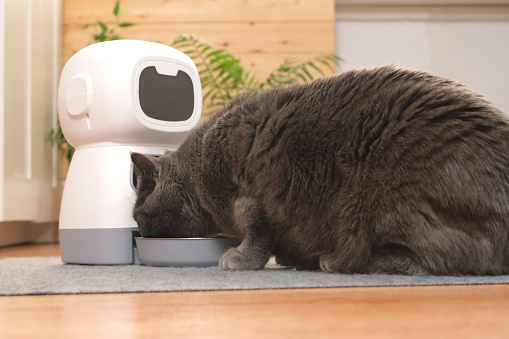 The cat eats from an automatic feeder. Automatic pet food dispenser on the floor of the house. A smart pet feeder.