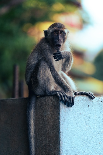A curious primate perched atop a brick wall.