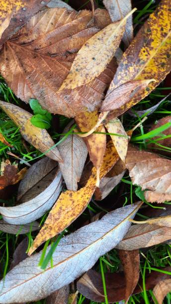 Pile of yellow autumn leaves on the lush green grass of a park A pile of yellow autumn leaves on the lush green grass of a park pileup stock pictures, royalty-free photos & images