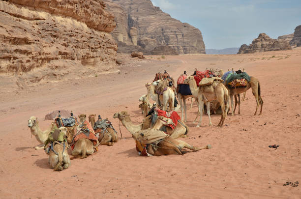 istock Dromedary camels resting in Wadi Rum desert 1496902995