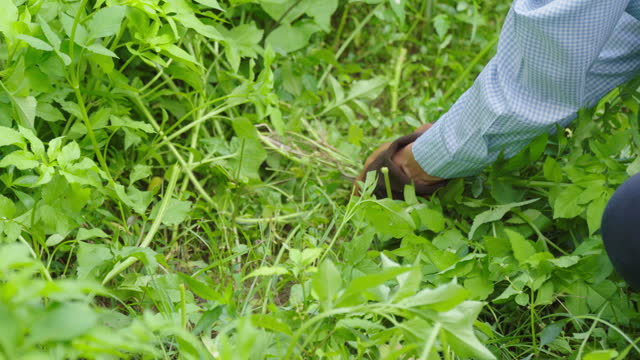 4k Woman weeding grass at home compound