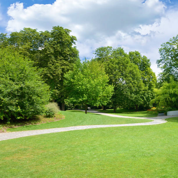 istock Beautiful meadow in the park 1496904977
