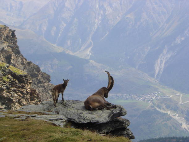 istock Animal life in Mountain 1496906101