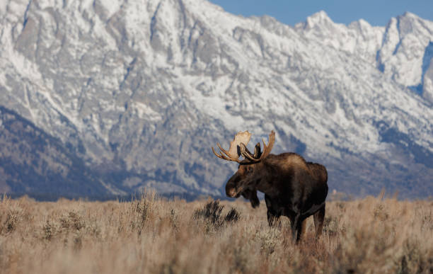 istock Moose in Grand Teton National Park 1496906270