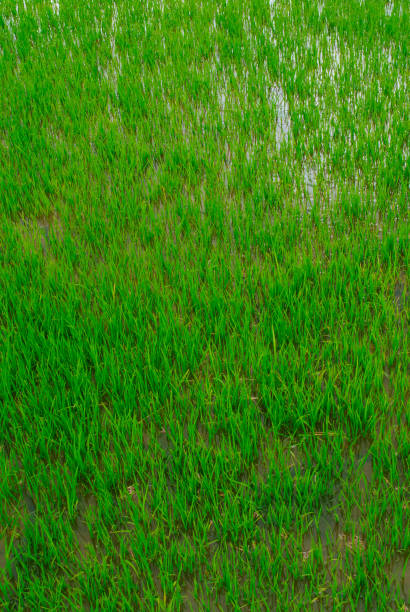 istock Rice paddy in South Sulawesi, Indonesia 1496906336