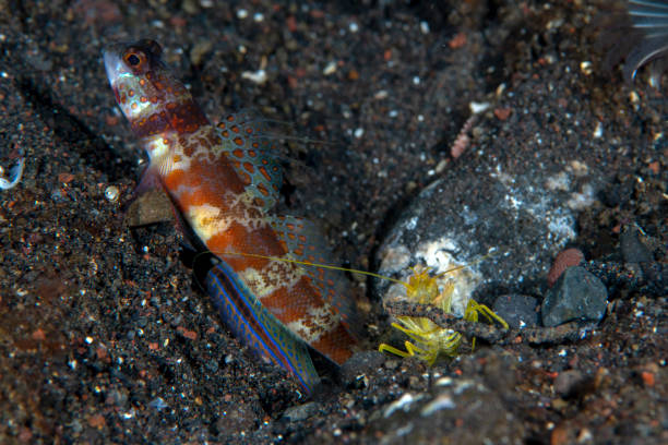 Underwater symbiotic relationship Goby fish and a shrimp live together. Underwater macro world of Tulamben, Bali, Indonesia. shrimp goby stock pictures, royalty-free photos & images