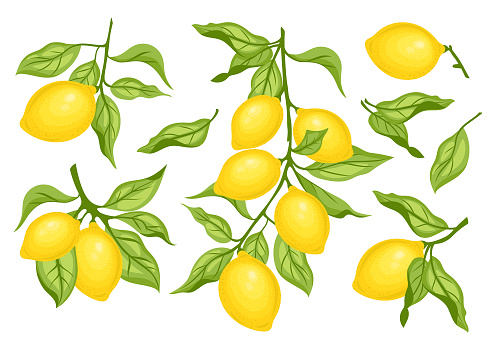 Set of lemon citrus fruits with green leaves. Whole lemons among green branches and leaves. Sour fresh fruit. Cartoon style. Set of lemon vector illustration isolated on white background.