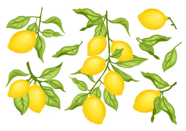 Vector illustration of Set of lemon citrus fruits with green leaves.