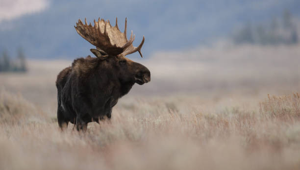 istock Moose in Grand Teton National Park 1496906582