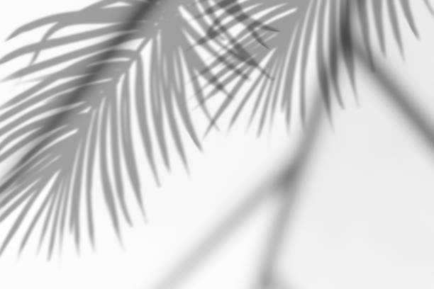 istock Leaves Transparent shadow effects on white background. Tropical  Coconut Palm Leaves with shadow overlays with blurry Sunlight line 1496906599