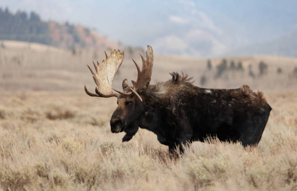 istock Moose in Grand Teton National Park 1496906702
