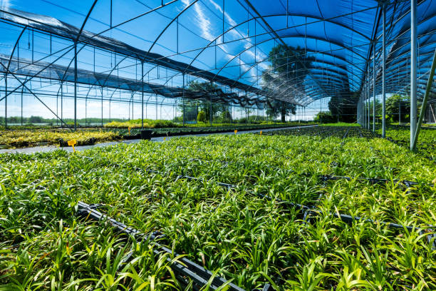 istock Fresh green plants growing in hothouse in sunlight 1496908161