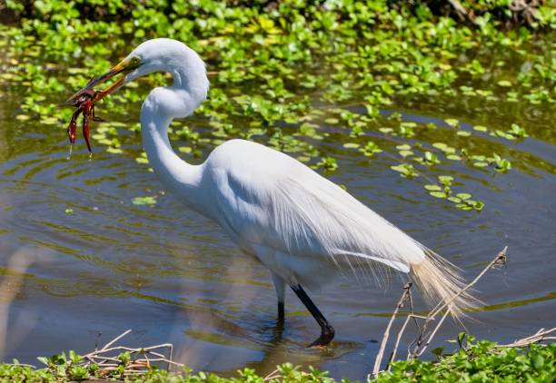 istock Closeup of a great egret (Ardea alba) feeding on a crawfish 1496909110