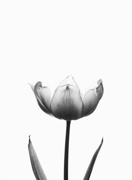 istock Tulip in black and white on a white background. 1496911304