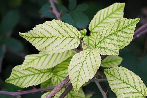 Several pale leaves of a Blackberry (Rubus spp) plant in central Chile. The taxonomy of the blackberry or bramble genus (Rubus) is enormously complex and as yet unsettled, with many domestic varieties and wild hybrids giving rise to hundreds of distinct bush and fruit types.