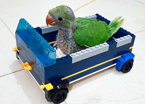 A Beautiful Baby Green Parrot on a Home Made Car