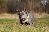 French bulldog in the field