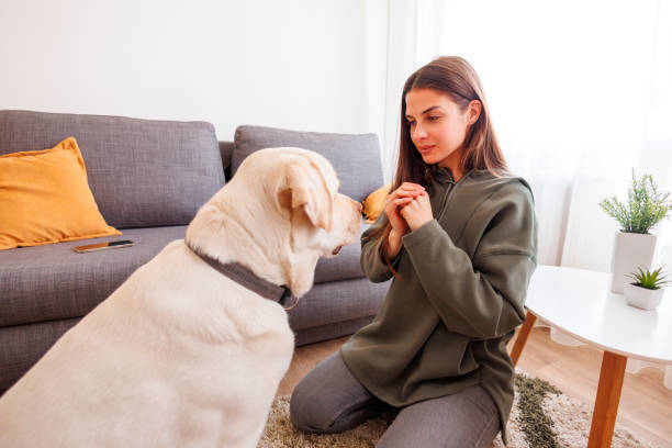istock Woman teaching dog tricks 1496912609