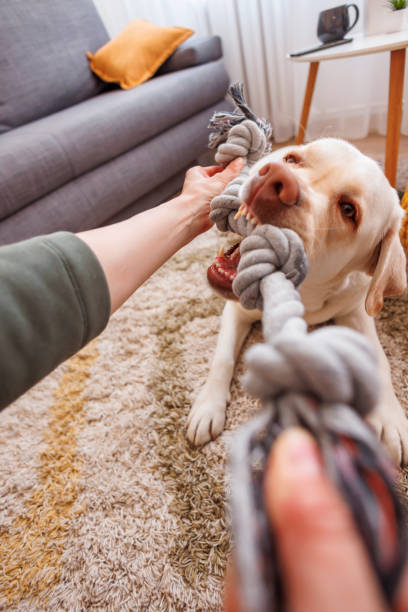 istock Woman playing with her dog at home 1496912636