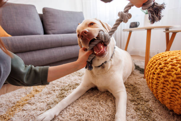 Woman playing with her dog at home using rope toy stock photo