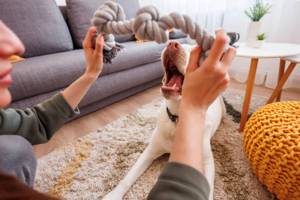 istock Woman playing with her dog while spending leisure time at home 1496912670