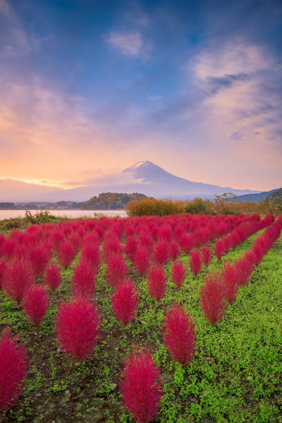 istock Fuji Mountain, Japan with Autumn Foliage 1496913069