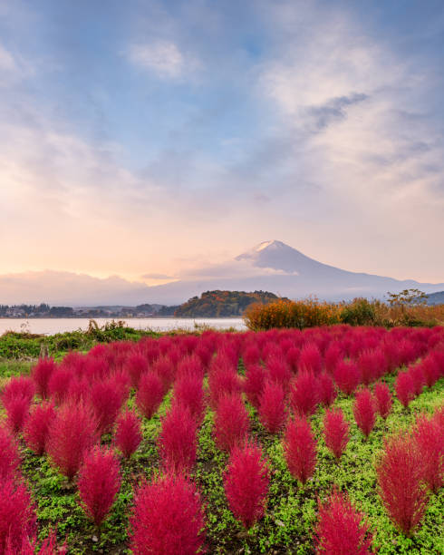 istock Fuji Mountain, Japan with Autumn Foliage 1496913102
