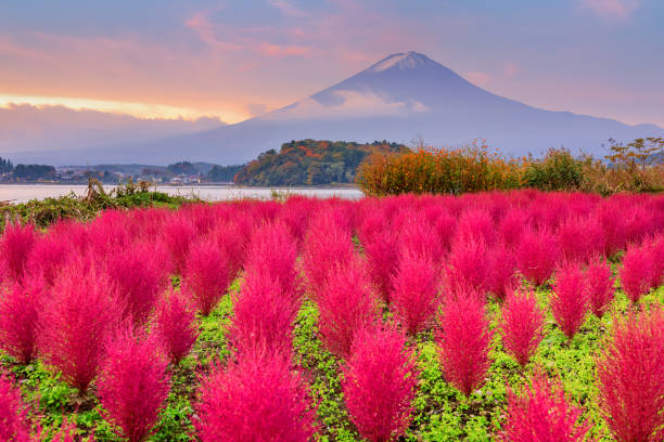 monte fuji, giappone con cespugli di kokia a oishi park - volcano mt fuji autumn lake foto e immagini stock