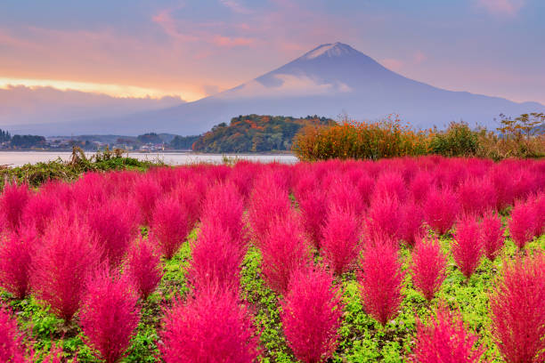 Fuji Mountain, Japan with Kokia Bushes at Oishi Park stock photo