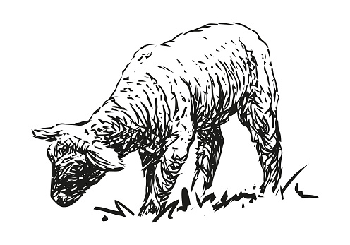 lamb - farm animal, hand drawn black and white vector illustration, isolated on white background