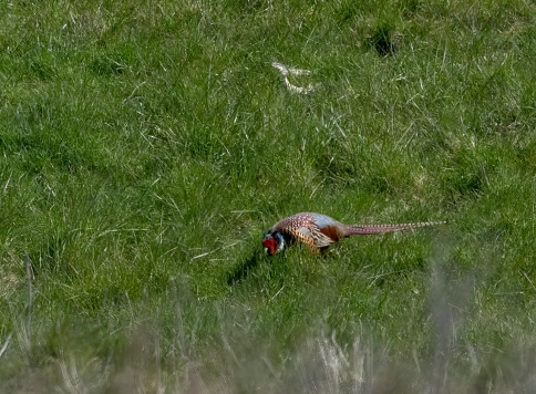 Male Pheasant in grassland at Snettisham.