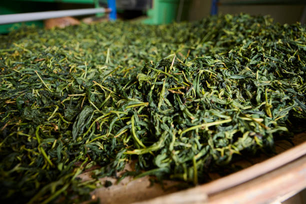 istock Drying tea leaves in the bamboo basket 1496917155