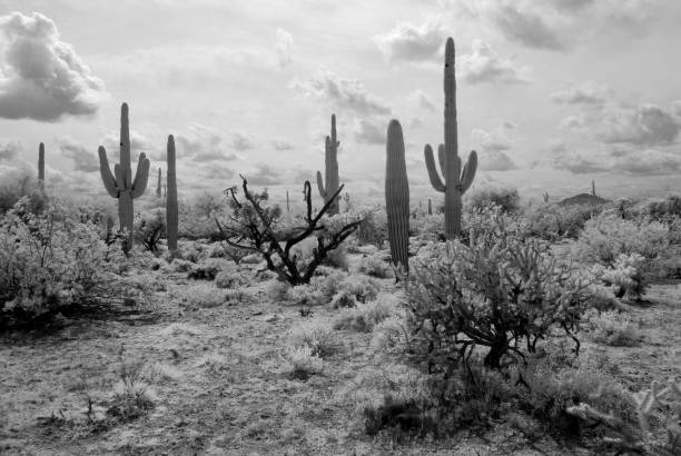 istock Sonora Desert Arizona in Infrared 1496917541