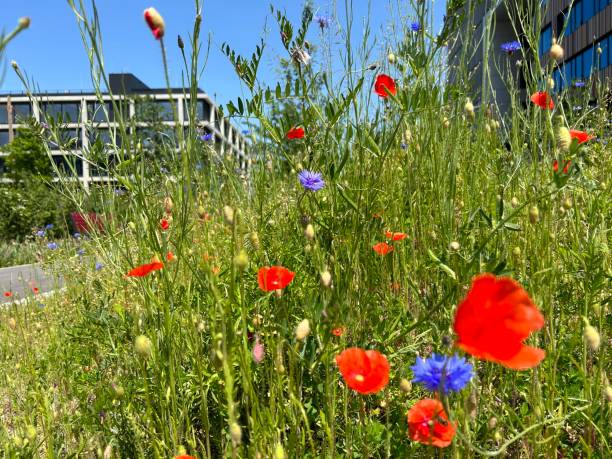 istock Wildflowers on a sunny day 1496917627