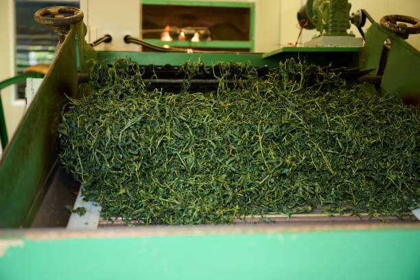 istock Drying tea leaves in the bamboo basket 1496917912
