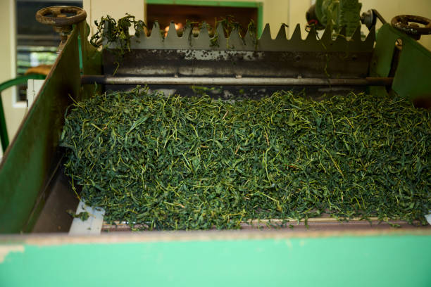 istock Drying tea leaves in the bamboo basket 1496917996