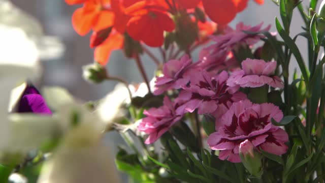 A bush of pink carnations in a flower arrangement. Flowering in spring and summer. Carnation bud flower plant.